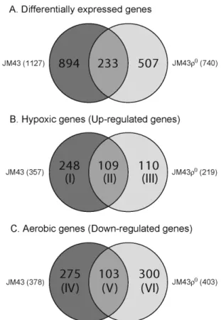 Fig.  1.  Venn  diagrams  representing  statistically  significant  genes  that  are  differentially  expressed  in  response  to  anoxia  for  24  hr