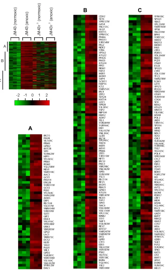 Fig.  2.  Category  I  hypoxic  genes.  In  a  left  margin,  a  microarray  heat  map  shows  Category  I  hypoxic  genes  that  are  up-regulated  in  anoxic  JM43  cultures  but  not  in  anoxic  JM43ρ 0   cultures  relative  to  their  matching  normox