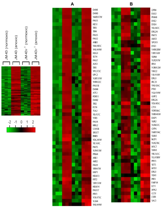 Fig.  3.  Category  II  hypoxic  genes.  In  a  left  margin,  a  microarray  heat  map  shows  Category  II  hypoxic  genes  that  are  up-regulated  in  both  anoxic  JM43  cultures  and  anoxic  JM43ρ 0   cultures  relative  to  their  matching  normoxi