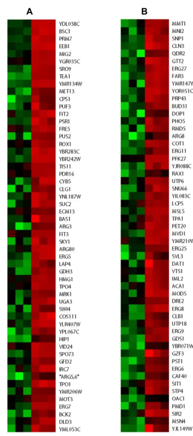 Fig.  4.  Category  III  hypoxic  genes.  In  a  left  margin,  a  microarray  heat  map  shows  Category  III  hypoxic  genes  that  are  up-regulated  in  anoxic  JM43ρ 0   cultures  but  not  in  anoxic  JM43  cultures  relative  to  their  matching  no
