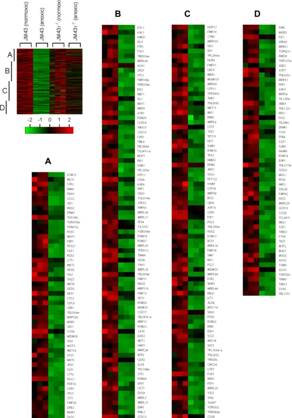Fig.  5.  Category  IV  aerobic  genes.  In  a  left  margin,  a  microarray  heat  map  shows  Category  IV  aerobic  genes  that  are  down-regulated  in  anoxic  JM43  cultures  but  not  in  anoxic  JM43ρ 0   cultures  relative  to  their  matching  no