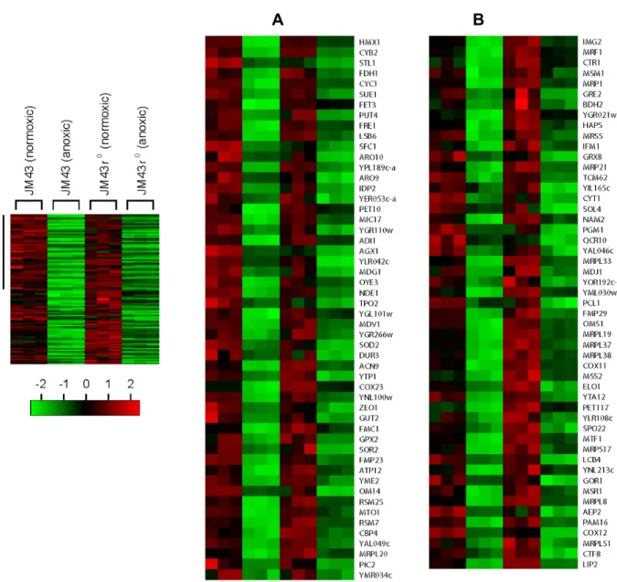 Fig.  6.  Category  V  aerobic  genes.  In  a  left  margin,  a  microarray  heat  map  shows  Category  V  aerobic  genes  that  are  down-  regulated  in  both  anoxic  JM43  cultures  and  anoxic  JM43ρ 0   cultures  relative  to  their  matching  normo