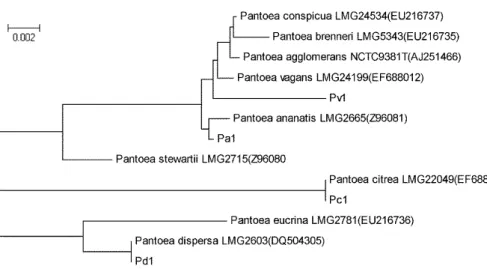 Fig.  1.  Phylogenic  tree  between  isolated  Pa1,  Pc1,  Pd1  and  Pv1  and  other  related  Pantoea  species  based  on  16S  rRNA  gene  sequences