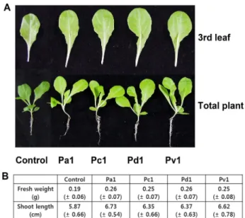 Fig.  4.  Effects  of  isolated  Pantoes  spp  (Pa1,  Pc1,  Pd1  and  Pv1)  inoculation  on  growth  of  lettuce  seedlings