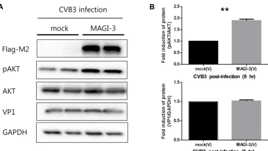 Fig.  3.  MAGI-3  overexpression  activates  AKT  in  CVB3  infected  HeLa  cells.  (A)  MAGI-3  plasmid  was  transfected  for  48hr  and  then  infected  by  CVB3  (1.5×10 5   PFU/ml)