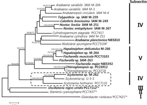 Fig.  1.  Phylogenetic  tree  of  cyanobacterial  16S  rRNA  sequences.  Numbers  at  nodes  are  bootstrap  values