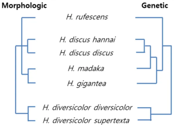 Fig.  1.  Cladogram  of  Pacific  abalones  according  to  their  morpho- morpho-logic  (left)  and  genetic  (right)  relationship.