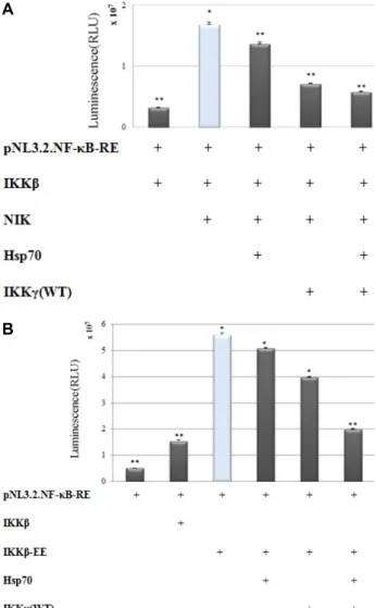 Fig.  1.  Effect  of  Hsp70  and  IKKγ  on  the  activation  of  NF-κB. 