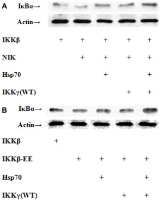 Fig.  3.  Effect  of  Hsp70  and  IKKγ  on  the  degradation  of  overex- overex-pressed  IκBα