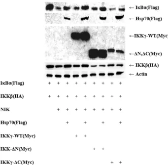 Fig.  7.  Inhibition  of  COX-2  expression  by  Hsp70  and  IKKγ.  The  RAW264.7  cells  were  co-transfected  with  expression  plasmids  of  Hsp70  and  wild  type  (WT)  IKKγ  as  indicated  and  after  20  hr,  the  cells  were  treated  with  0.5  μg