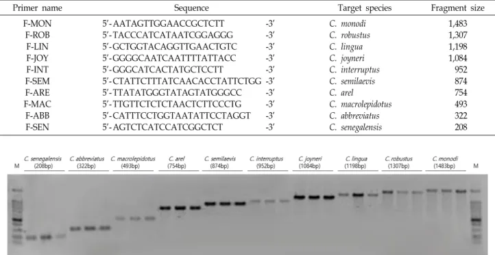 Fig  1.  Multiplex  PCR  product  patterns  of  COI  region  on  mitochondrial  DNA  using  species  specific  primers