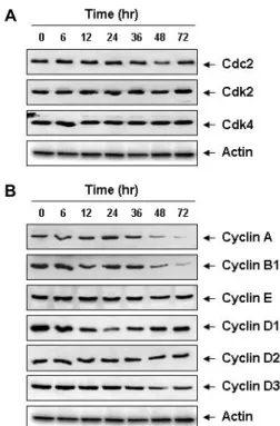Fig.  2.  Increased  association  of  pRB  with  E2Fs  by  5-FU  in  CHP-  100  cells