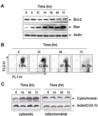 Fig.  5.  Effects  of  5-FU  on  the  expression  of  Bcl-2  family  proteins  and  cytochrome  c,  and  values  of  MMP  in  CHP-100  cells