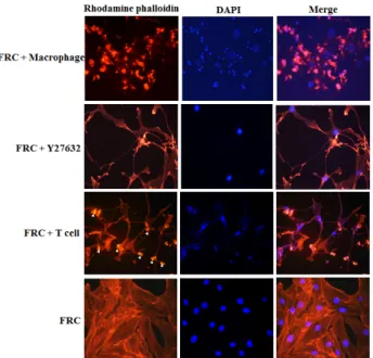 Fig.  1.  Alteration  of  cell  morphology  of  FRC  through  a  fluo- fluo-rescence  microscopy