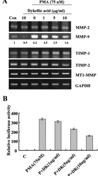 Table 1 Primer sequences used for RT-PCR of MMPs, TIMPs, a and MT1-MMP expressions