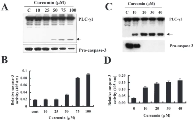 Fig. 2. Effect of curcumin on caspase-specific cleavage of PLC-g1, and caspase 3 activity in Caki and U937 cells