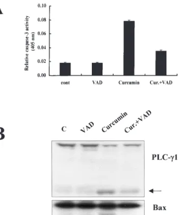 Fig. 3. Caspase-mediated apoptosis induced by curcumin. (A) Effects of z-VAD-fmk on curcumin-induced caspase 3 activation