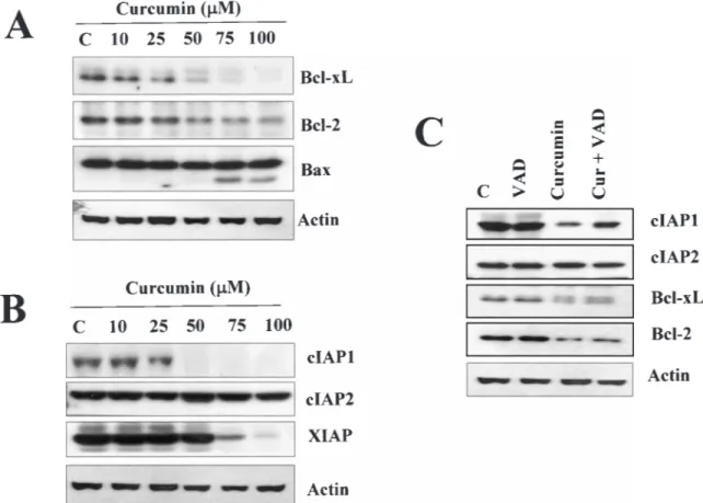 Fig. 4. The expression levels of apoptosis-related proteins in Caki cells by treatment with curcumin