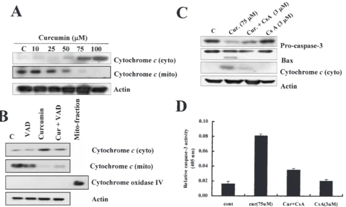 Fig. 5. Release of cytochrome c in curcumin-treated Caki cells. (A) Caki cells were treated with indicated concentrations of curcumin
