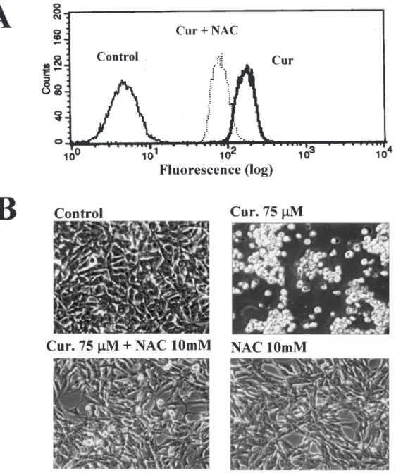 Fig. 6. Effects of NAC on curcumin-induced ROS generation and morphological characteristics of Caki cells