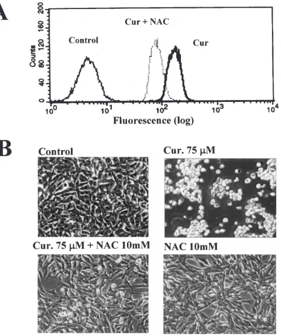 Fig. 6. Effects of NAC on curcumin-induced ROS generation and morphological characteristics of Caki cells