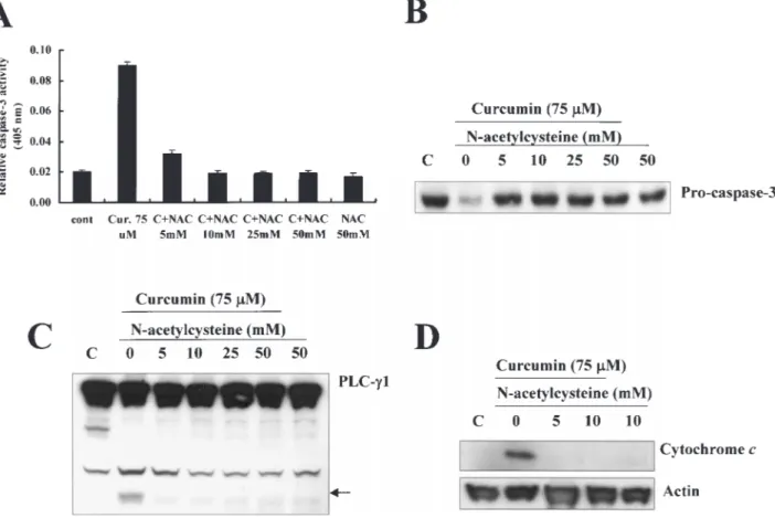Fig. 7. Effect of NAC on curcumin-induced caspase 3 activity and cytochrome c release