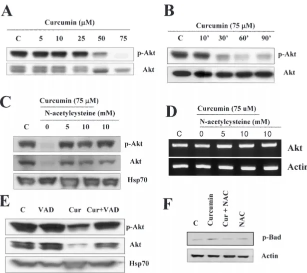 Fig. 8. Inactivation of Akt in curcumin-treated Caki cells. (A) Caki cells were treated with indicated concentrations of curcumin