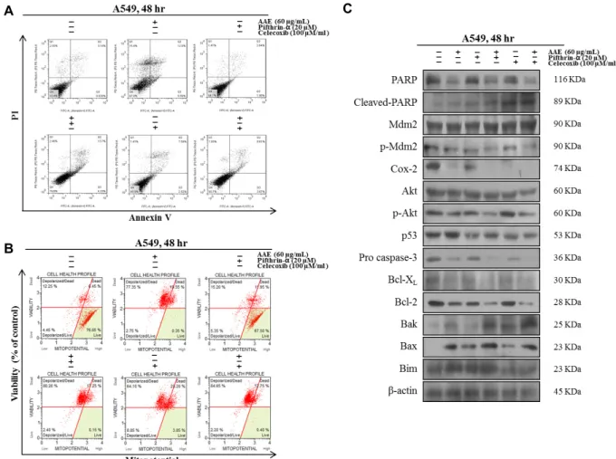 Fig.  4.  Co-treatment  of  Celecoxib  and  AAE  inhibits  cell  proliferation  and  induces  apoptosis