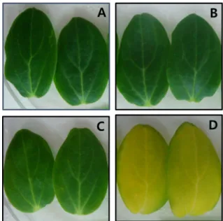 Fig.  3.  Excised  cucumber  cotyledons  before  (A)  and  after  (B,  C  and  D)  ethylene  exposure  to  cucumber  seedlings