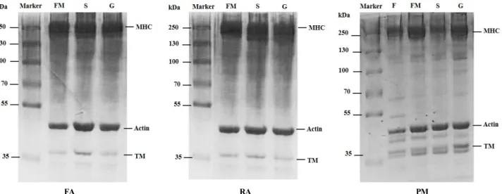 Fig.  4.  SDS-page  protein  pattern  of  fish-meat  gels  prepared  from  P.  major  (PM)  and  Alaska  Pollock  of  FA  and  RA  grade
