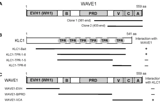 Fig.  1.  Identification  of  the  proteins  interacting  with  KLC1  by  yeast  two-hybrid  screening
