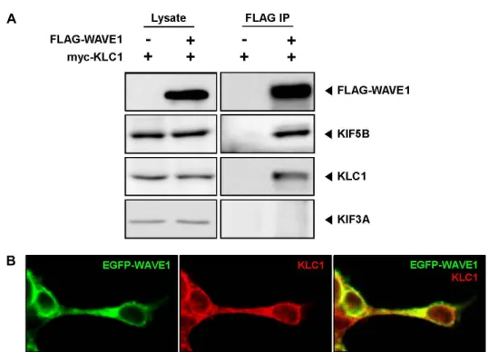 Fig.  3.  Co-immunoprecipitation  and  co-localization  of  KLC1  and  WAVE1  in  mammalian  cells