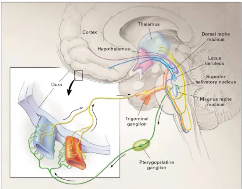 Figure 1. Migraine involves dysfunction of brainstem pathways that normally modulate sensory input