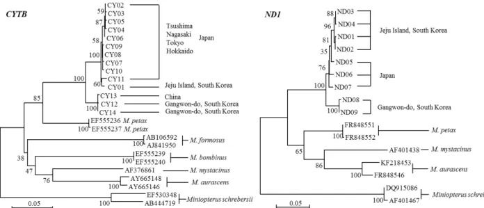 Fig.  2.  Phylogenetic  trees  based  on  the  pair-wise  genetic  distances  of  nucleotide  sequences  of  the  CYTB  (left)  and  ND1  (right)  hap- hap-lotypes  of  M