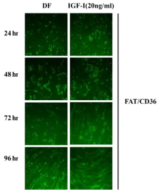 Fig.  2.  Immunocytochemistry  image  showing  the  effect  of  IGF-I-  induced  FAT/CD36  expression  in  C2C12  myotubes