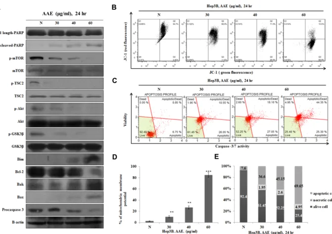 Fig.  3.  (A)  Cells  were  treated  with  the  indicated  concentrations  of  AAE  for  24  hr