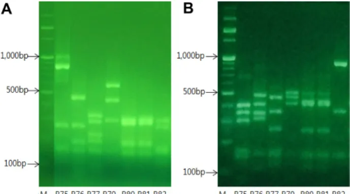 Fig.  1.  Representative  agarose  gel  electrophoresis  patterns  of  HaeⅢ  (A)  and  RsaⅠ(B)  digested  amplified  16S  rRNA  genes  of  bacterial  strains  isolated  from  U