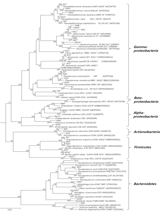 Fig.  2.  Phylogenetic  tree  based  on  comparison  of  the  16S  rRNA  gene  sequences  of  bacteria  isolated  from  Ulva  pertusa  and  some  other  related  taxa