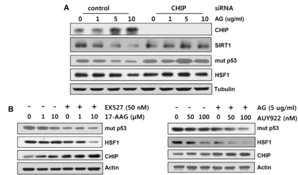 Fig.  2.  CHIP  is  required  for  in  the  acceleration  of  17-AAG-mediated-  mut  p53  degradation  by  SIRT1  inhibition  (A)  MCF7-MDR  cells  transfected  with  20  nM  SIRT1  siRNA  or  scrambled  control  siRNA  as  control  for  48  hr  were  trea