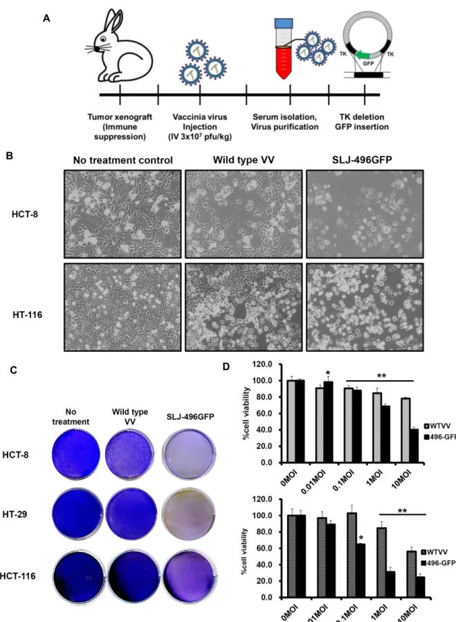 Fig.  1.  Development  of  SLJ-496GFP  vaccinia  virus.  A.  Scheme  of  SLJ-496GFP  generation