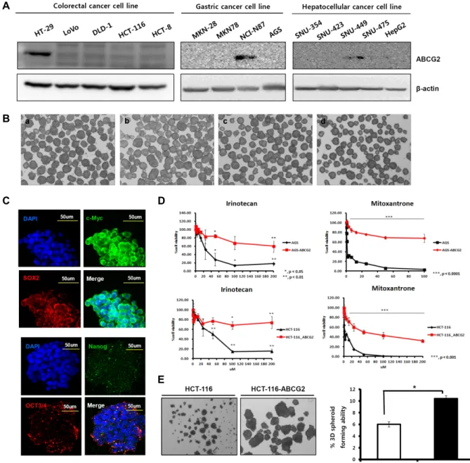Fig.  3.  Assessment  of  ABCG2  overexpression  cells.  A.  Expression  of  ABCG2  various  cancer  cell  line