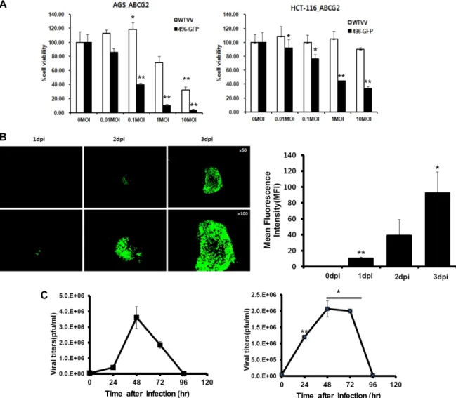 Fig.  5.  Oncolytic  effect  of  SLJ-496GFP  in  ABCG2  expressing  cells.  A.  Comparative  cytotoxicity  of  SLJ-496GFP  and  wild  type  vaccinia  virus  in  overexpressed  ABCG2  cell  lines