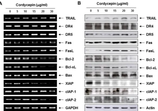 Fig.  3.  Effects  of  cordycepin  on  the  expression  of  apoptosis-related  genes  in  AGS  cells