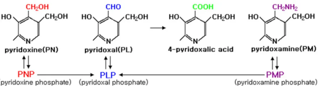 Figure 1.  B 6  vitamers and intracellular conversion of vitamin B 6 . 의심하였고 이의 원인을 찾기 위한 특수검사를 하였다