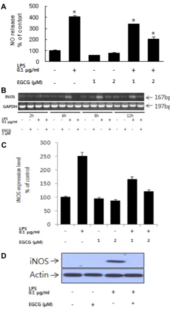 Fig.  1.  Effects  of  EGCG  on  NO  release  and  iNOS  RNA  ex- ex-pression.  (A)  Cells  were  pretreated  with  EGCG  (1-2uM)  for  1  hr  followed  by  treatment  with  LPS  100  ng/ml  for  24  hr