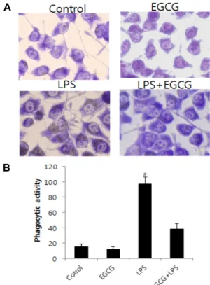 Fig.  4.  Effect  of  EGCG  on  phagocytotic  activity.  (A).  Micro- Micro-graphs  indicate  that  BV2  cells  exhibit  phagocytotic   ac-tivity  by  engulfment  of  latex  beads