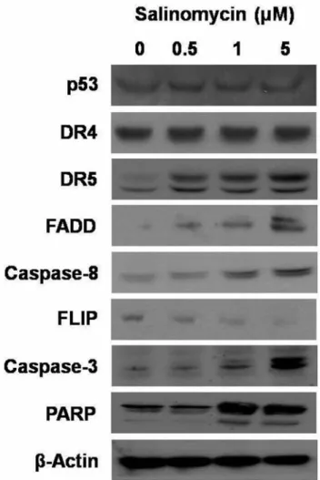 Figure 4. Effect of salinomycin on apoptotic signal transduction pathway. A2780cis cells were treated with dimethyl sulfoxide (DMSO) control or salinomycin (0.5, 1 and 5 μM) for 48 h