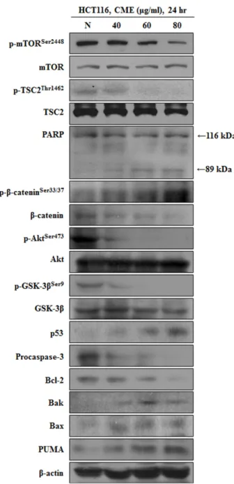 Fig.  3.  CME  regulate  Apoptosis-mediated  Protein.  CME  effects  on  p-mTOR  t-mTOR,  p-TSC2,  t-TSC2,  PARP,  p-Akt,  t-  Akt,  p53,  p-GSK-3β,  t-GSK-3β,  p-β-catenin,  β-catenin,  procaspase-3,  Bcl-2,  Bak,  PUMA  and  Bax  in  HCT116   co-lon  can