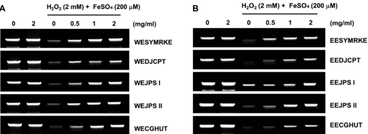 Fig.  3.  Protective  effects  of  hot  water  (A)  and  70%  ethanol  extracts  (B)  of  five  traditional  herb-combined  remedies  on  genomic  DNA  oxidation  in  C6  glial  cells