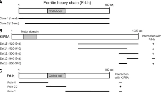 Fig.  1.  Identification  of  the  proteins  interacting  with  KIF5A  by  yeast  two-hybrid  screening